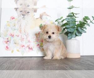 Morkie Puppy for sale in BEL AIR, MD, USA