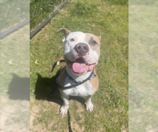 Medium Photo #2 American Pit Bull Terrier Puppy For Sale in Derwood, MD, USA