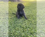 Small Photo #4 Mastiff Puppy For Sale in HOUSTON, TX, USA