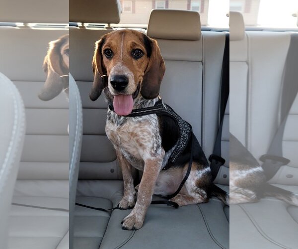 Medium Photo #1 Beagle Puppy For Sale in COLUMBIA, MD, USA