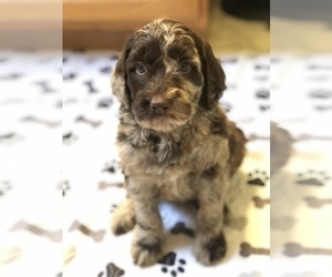Labradoodle Puppy for sale in MIFFLINBURG, PA, USA