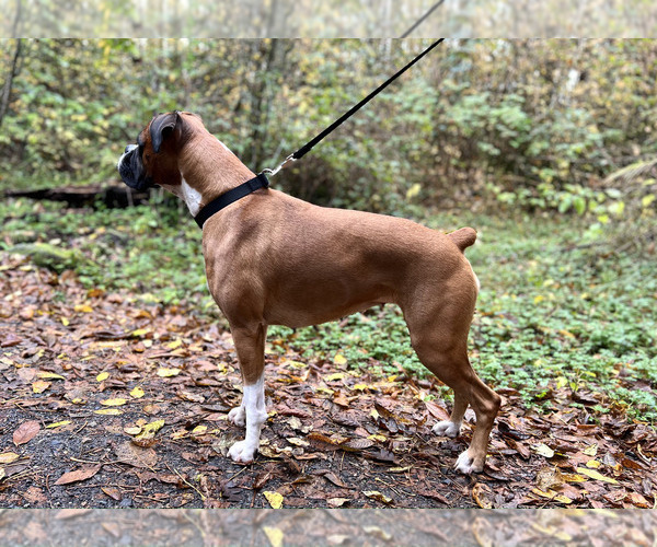 Medium Photo #1 Boxer Puppy For Sale in GRESHAM, OR, USA