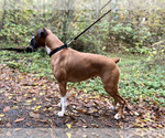 Small Photo #1 Boxer Puppy For Sale in GRESHAM, OR, USA