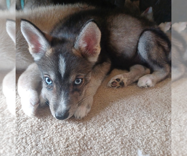 Medium Photo #4 Gerberian Shepsky Puppy For Sale in EDMORE, MI, USA