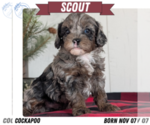 Puppy Scout Cockapoo (Miniature)