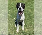 Small #1 American Pit Bull Terrier