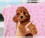 Small #3 Cavalier King Charles Spaniel-Poodle (Toy) Mix