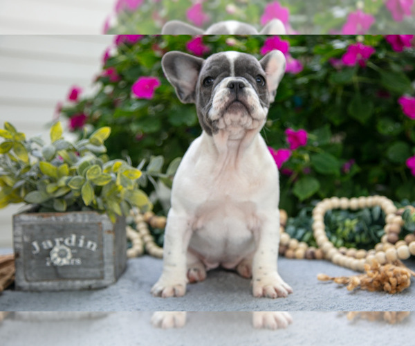 Medium Photo #5 French Bulldog Puppy For Sale in GRABILL, IN, USA