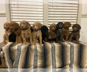 Aussiedoodle-Goldendoodle Mix Litter for sale in BOILING SPRINGS, SC, USA