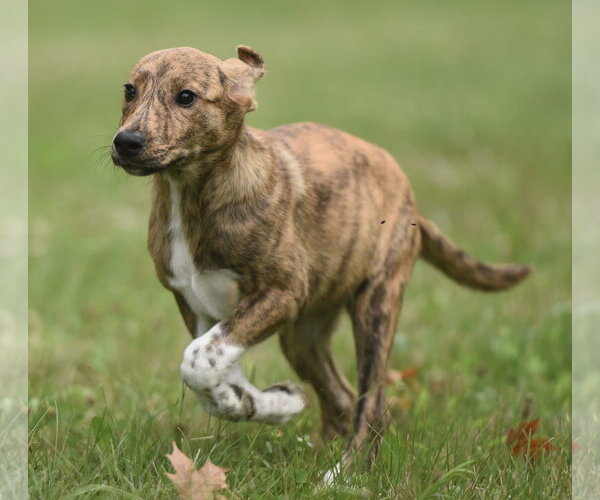 Medium Photo #2 Plott Hound-Unknown Mix Puppy For Sale in Mechanicsburg, PA, USA
