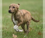 Small #1 Plott Hound Mix