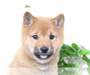 Shiba Inu Puppy for sale in EL CAJON, CA, USA