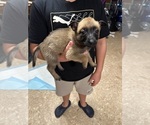 Small #3 Belgian Malinois