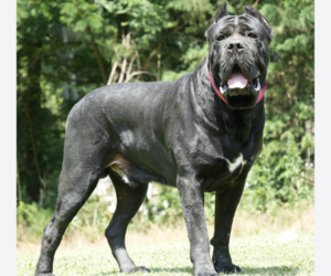 Father of the Cane Corso puppies born on 09/02/2026