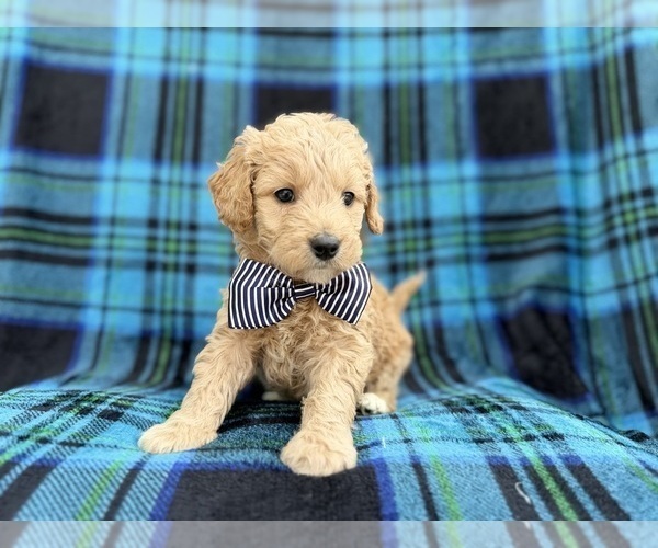 Medium Photo #7 Goldendoodle Puppy For Sale in LAKELAND, FL, USA