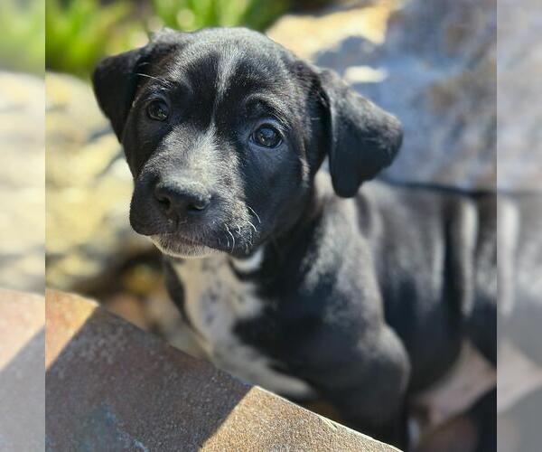 Medium Photo #2 Labrador Retriever-Unknown Mix Puppy For Sale in San Diego, CA, USA