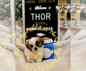 Shih Tzu Puppy for sale in ATHENS, GA, USA