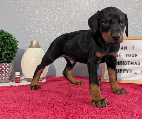 Medium Photo #2 Doberman Pinscher Puppy For Sale in GOSHEN, IN, USA