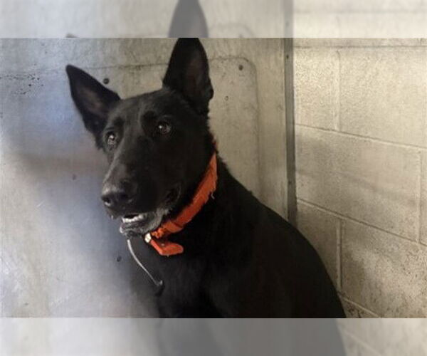Medium Photo #1 German Shepherd Dog-Unknown Mix Puppy For Sale in San Bernardino, CA, USA