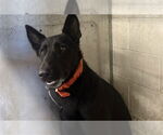 Small German Shepherd Dog Mix