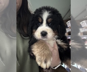 Bernese Mountain Dog Puppy for sale in LYNDEN, WA, USA