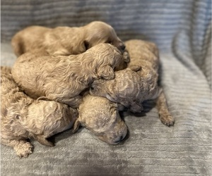 Double Doodle Puppy for sale in OZARK, AR, USA