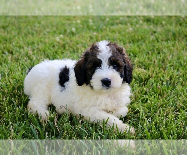 Medium Photo #2 Bernedoodle Puppy For Sale in KNOB NOSTER, MO, USA