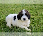 Small #1 Bernedoodle