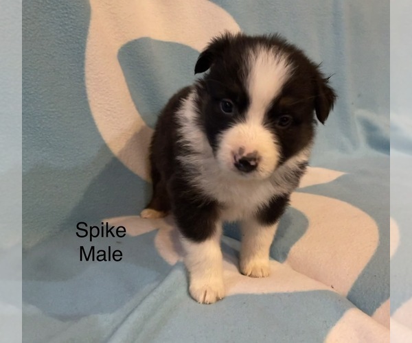 Medium Photo #16 Australian Shepherd Puppy For Sale in EXETER, MO, USA