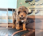 Small Photo #1 Bernedoodle Puppy For Sale in GLASCO, KS, USA