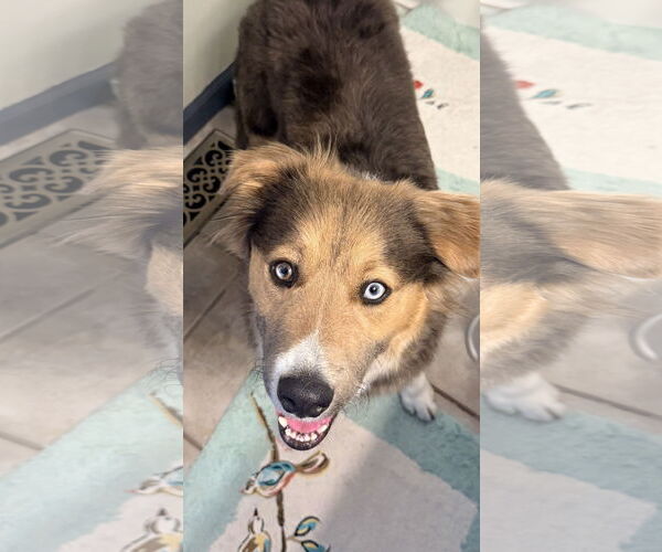 Medium Photo #10 Collie-Unknown Mix Puppy For Sale in Sandy, UT, USA