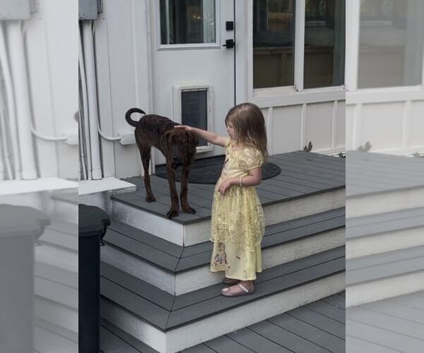 Medium Photo #3 Plott Hound Puppy For Sale in Sandy, UT, USA