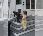 Small #2 Plott Hound