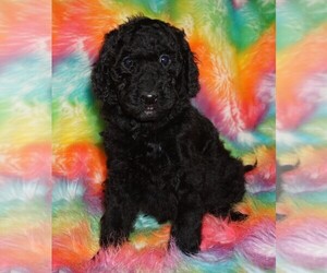 Miniature Labradoodle Puppy for sale in LA HABRA, CA, USA