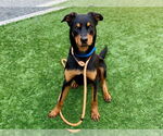 Small Rottweiler Mix