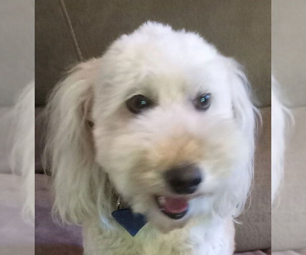 Medium Photo #4 Goldendoodle (Miniature) Puppy For Sale in Fort Wayne, IN, USA