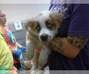 American Pit Bull Terrier-Siberian Husky Mix Dogs for adoption in Fayetteville, NC, USA