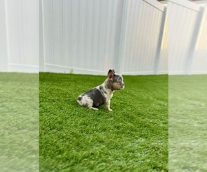 French Bulldog Puppy for sale in CORAL SPRINGS, FL, USA