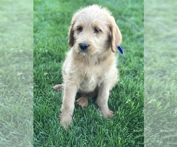 Medium Photo #4 Labradoodle Puppy For Sale in BOWLING GREEN, KY, USA