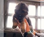Small #2 German Shepherd Dog