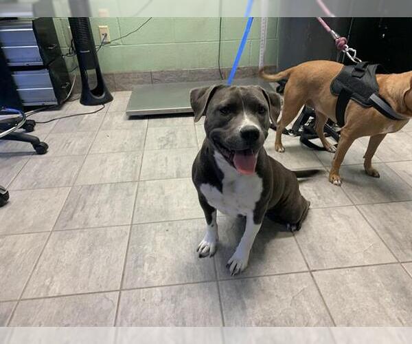 Medium Photo #1 American Staffordshire Terrier-Unknown Mix Puppy For Sale in Grand Prairie, TX, USA