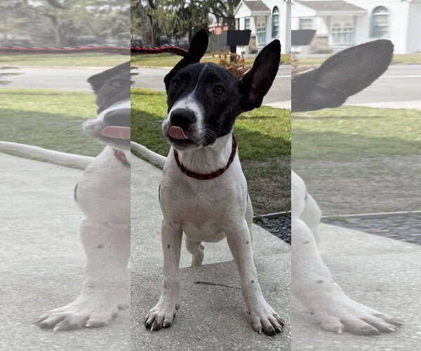 Medium Photo #13 Labrador Retriever-Unknown Mix Puppy For Sale in Sanford, FL, USA