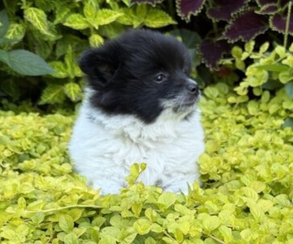 Medium Photo #4 Pomeranian Puppy For Sale in CURTISS, WI, USA
