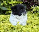 Small #3 Pomeranian