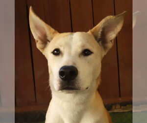 Siberian Husky-Unknown Mix Dogs for adoption in Oakland Park, FL, USA