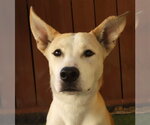 Handsome - Male Siberian Husky-Unknown Mix Dog for Adoption - Small photo