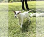 Small #3 Labrador Retriever Mix