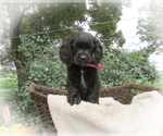 Puppy Lily Cocker Spaniel-Miniature Bernedoodle Mix
