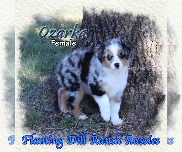 Medium Photo #1 Miniature Australian Shepherd Puppy For Sale in FORESTBURG, TX, USA