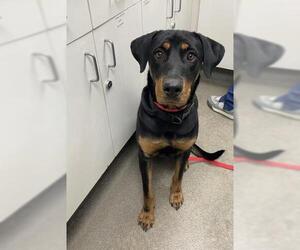 Rottweiler-Unknown Mix Dogs for adoption in HESPERIA, CA, USA
